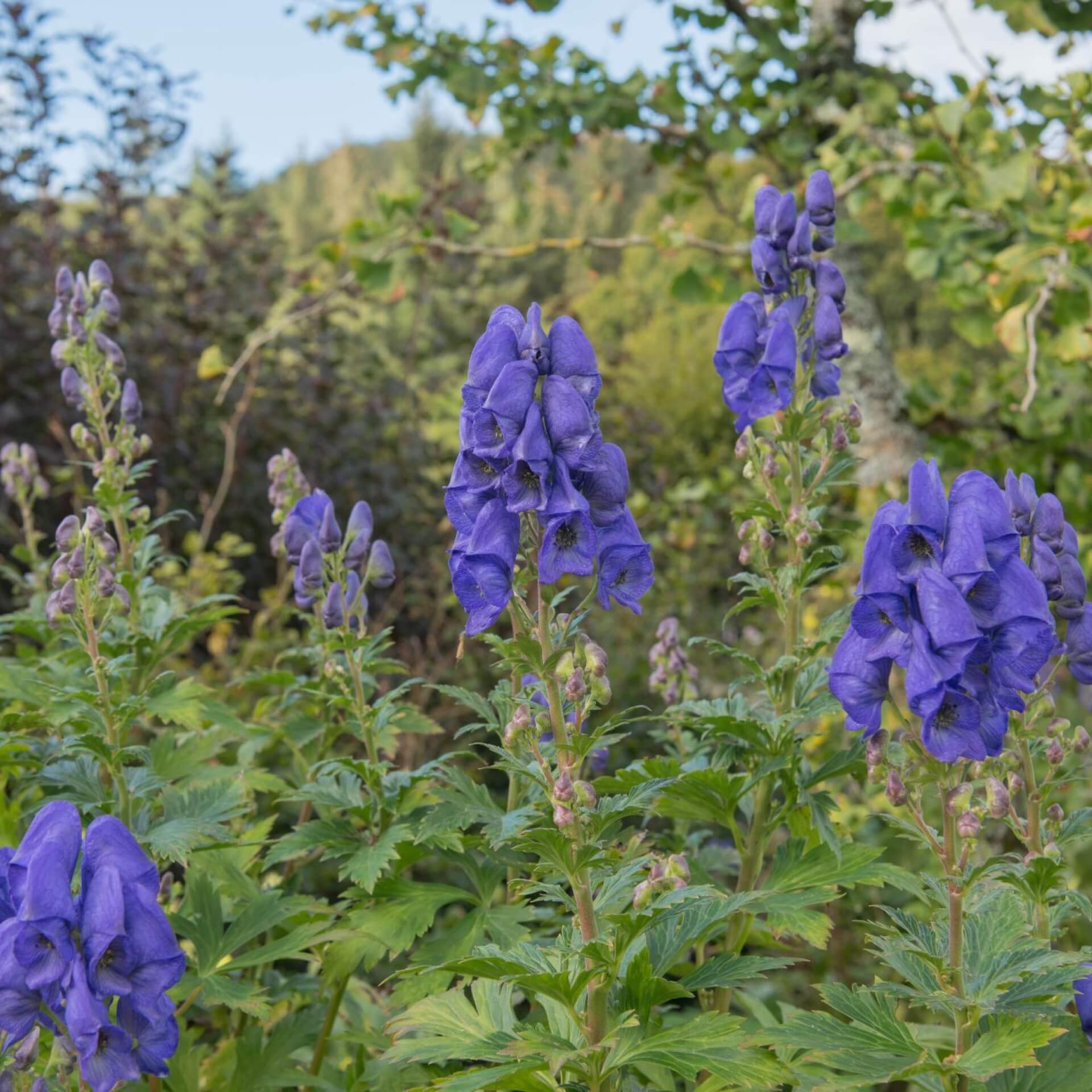 Herbst-Eisenhut 'Arendsii' (Aconitum carmichaelii 'Arendsii')