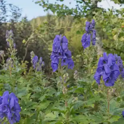 Foto von Herbst-Eisenhut 'Arendsii' (Aconitum carmichaelii 'Arendsii')