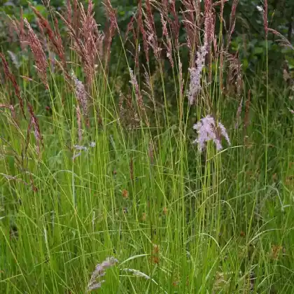 Foto von Sumpf-Reitgras (Calamagrostis canescens)