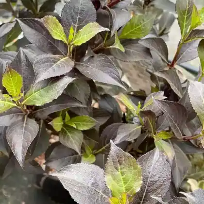 Foto von Zwerg-Weigelie 'Foliis Purpureis' (Weigela florida 'Foliis Purpureis')