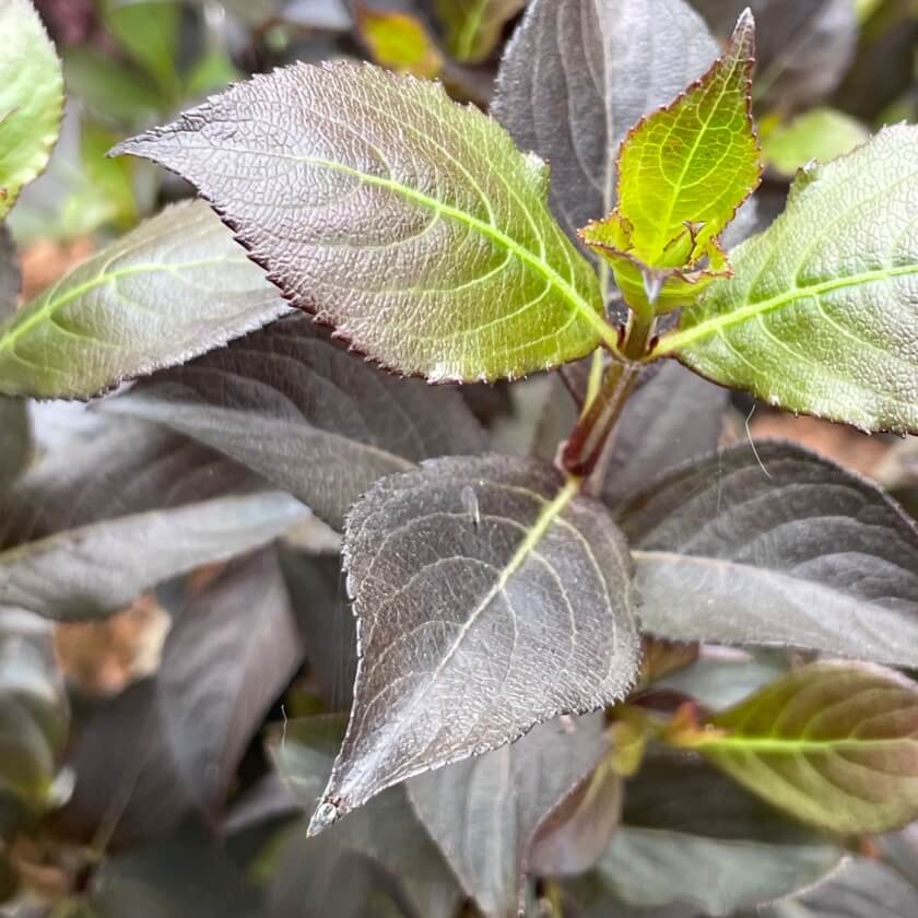 ZwergWeigelie 'Foliis Purpureis' / Weigelia florida 'Foliis Purpureis'