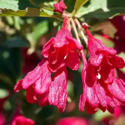 Foto von Weigelie 'Eva Rathke' (Weigela 'Eva Rathke')