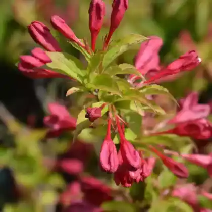 Foto von Weigelie 'Red Prince' (Weigela 'Red Prince')