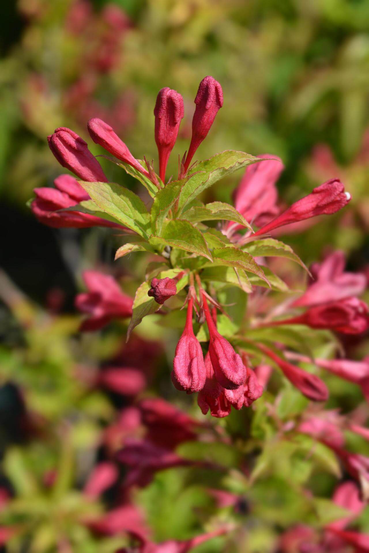 Weigelie 'Red Prince' / Weigela 'Red Prince'