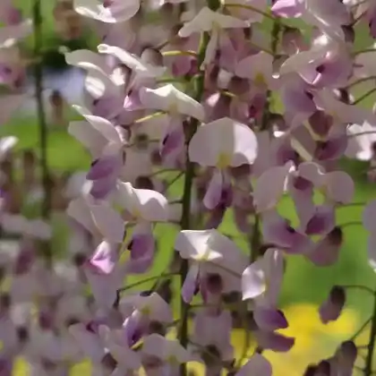 Foto von Edelblauregen 'Honbeni' (Wisteria floribunda 'Honbeni')