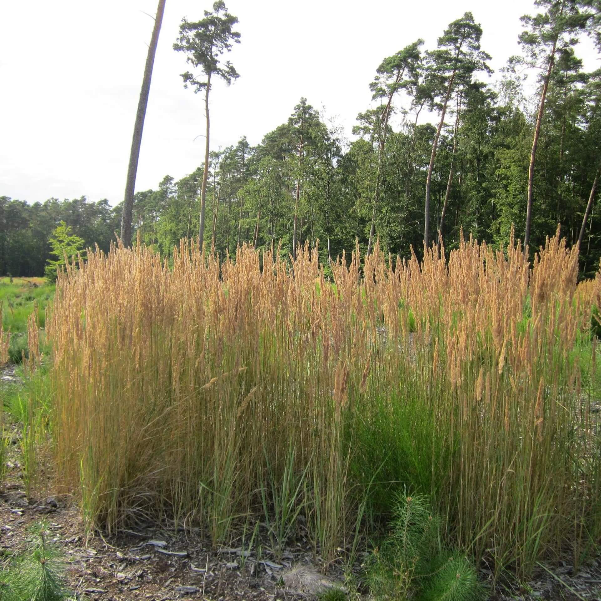 Sand-Reitgras (Calamagrostis epigejos)