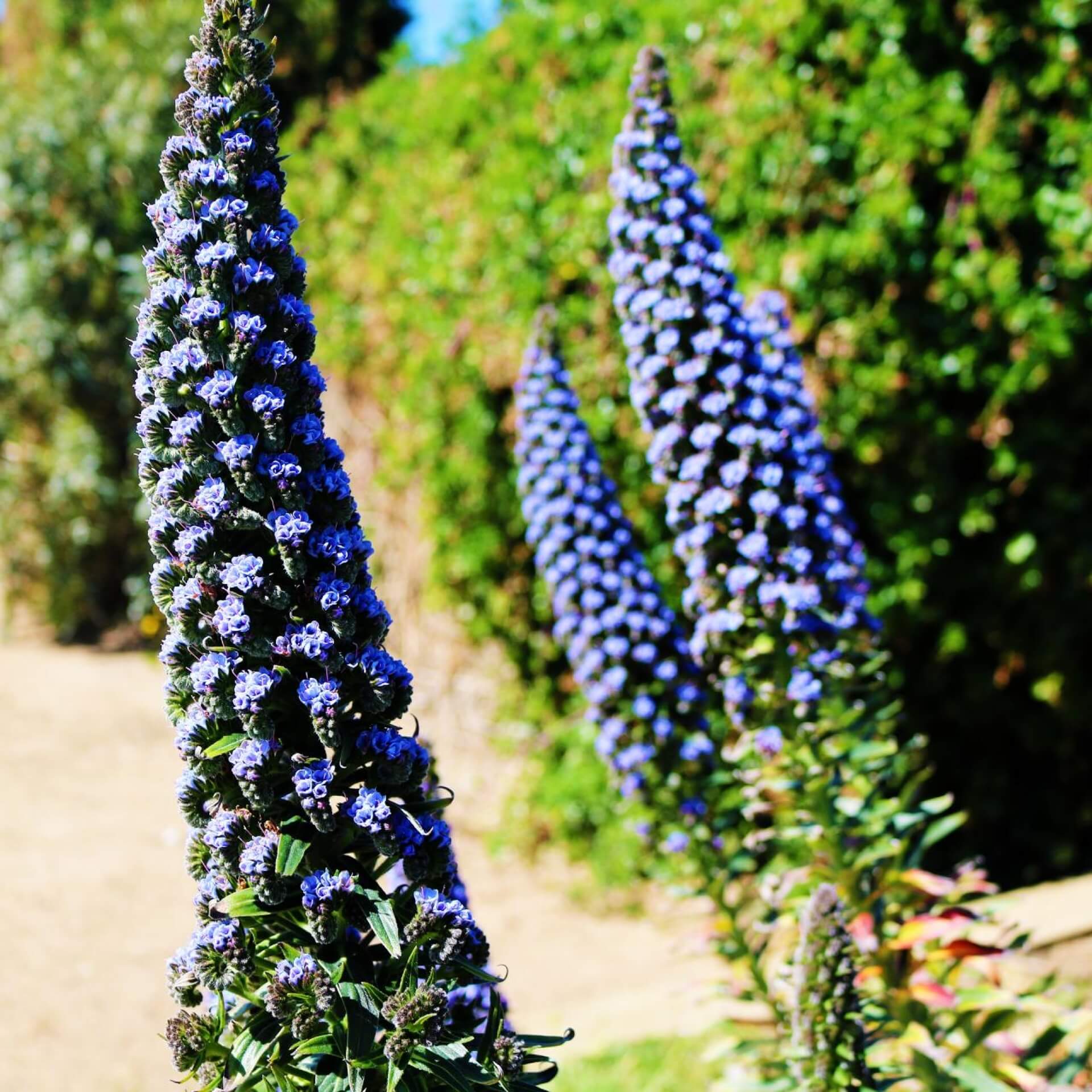 Chinesischer Blauregen 'Prolific' (Wisteria sinensis 'Prolific')