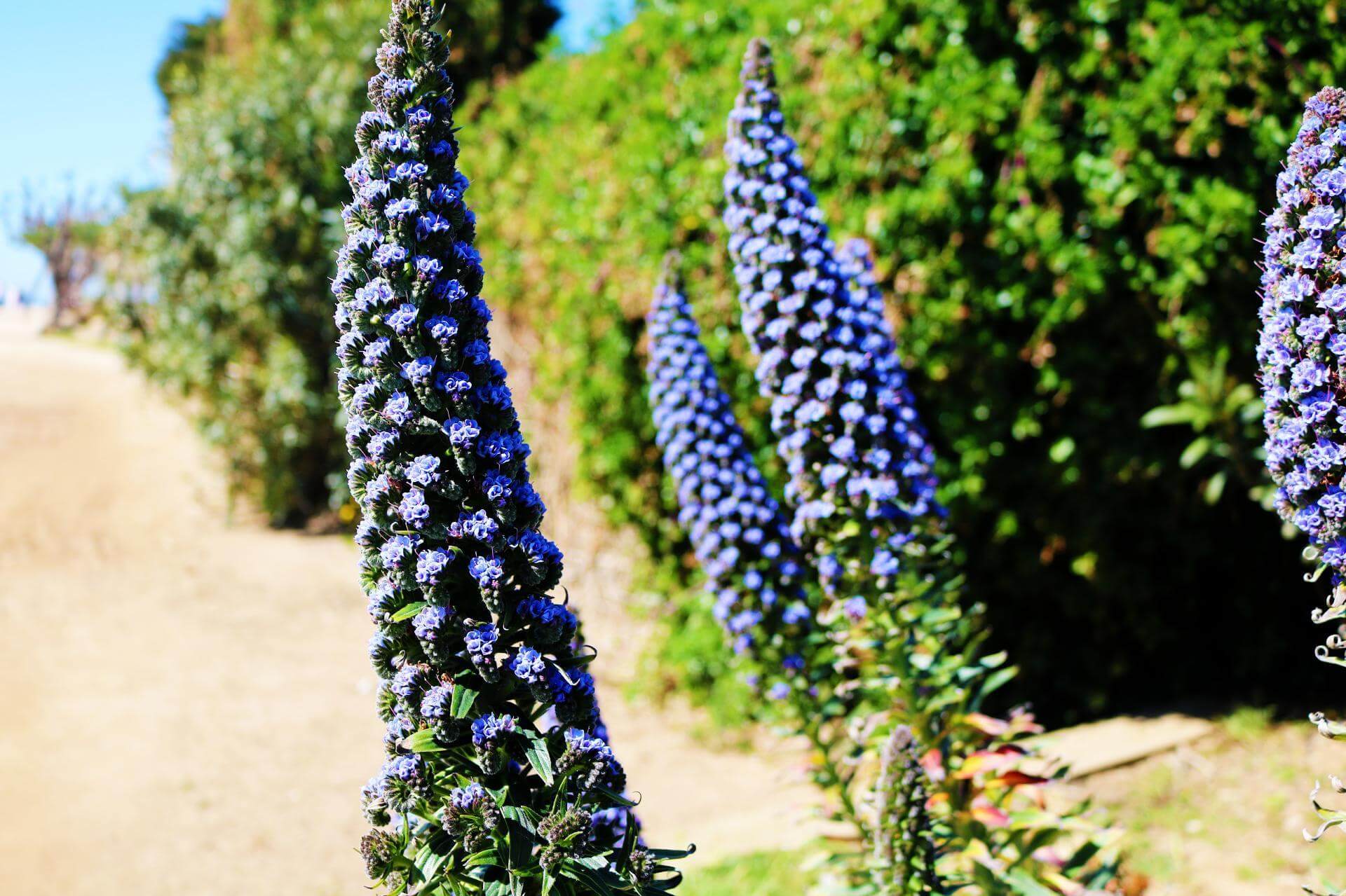 Chinesischer Blauregen 'Prolific' / Wisteria sinensis 'Prolific'