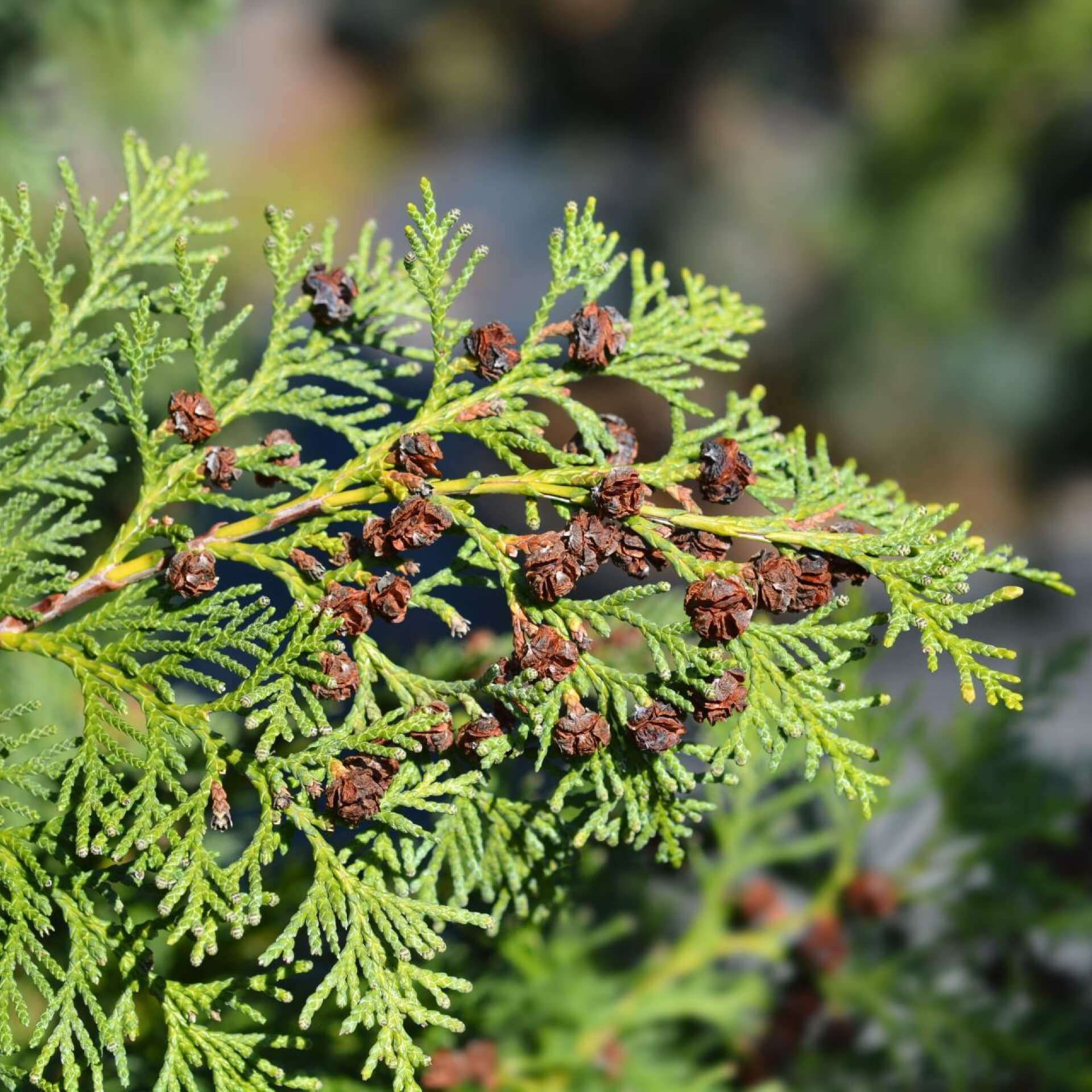 Säulenzypresse 'Alumii' (Chamaecyparis lawsoniana 'Alumii')