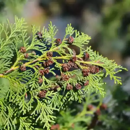 Foto von Säulenzypresse 'Alumii' (Chamaecyparis lawsoniana 'Alumii')