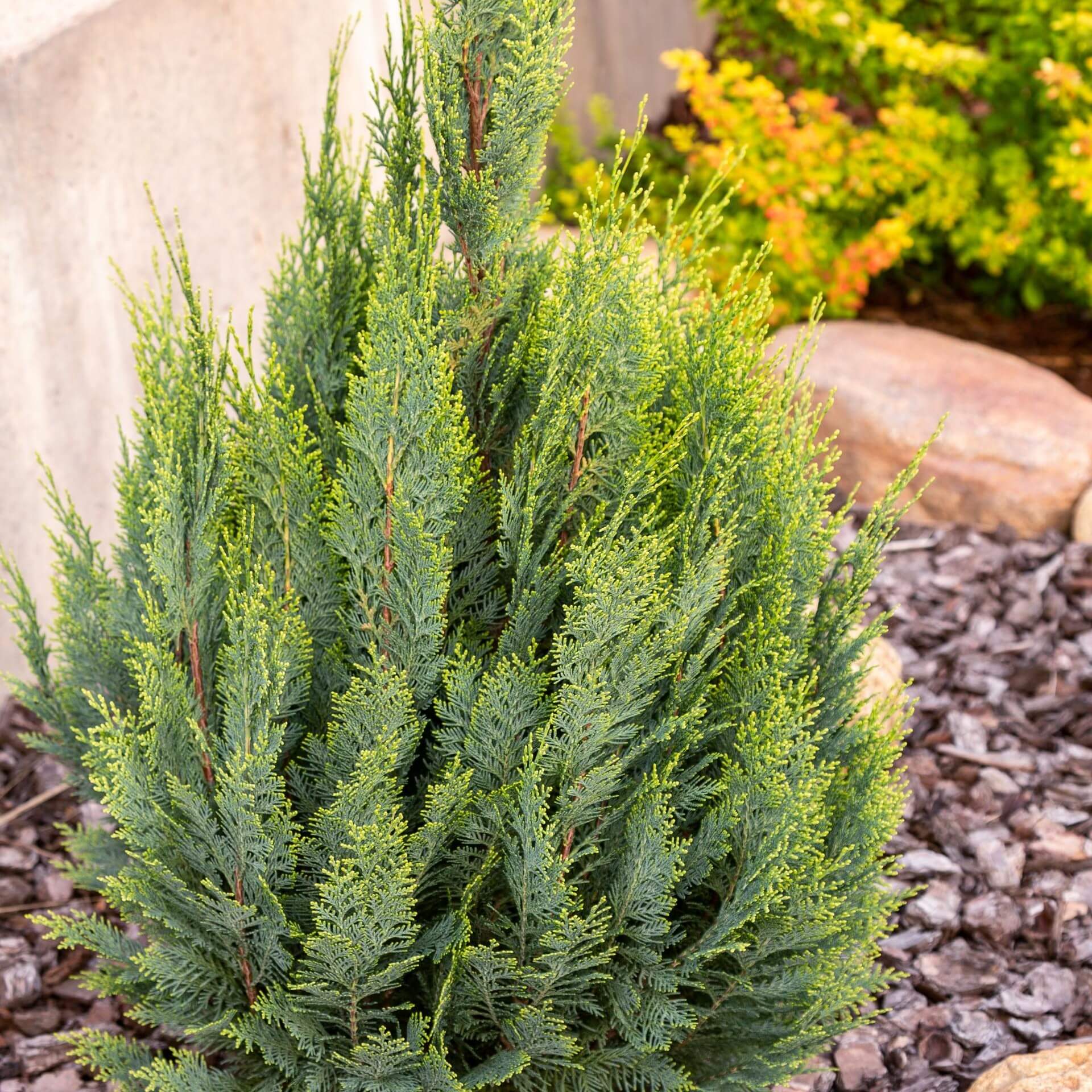 Blaue Kegelzypresse 'Ellwoodii' (Chamaecyparis lawsoniana 'Ellwoodii')