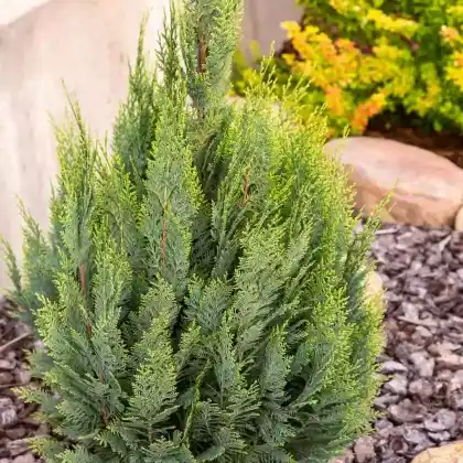 Foto von Blaue Kegelzypresse 'Ellwoodii' (Chamaecyparis lawsoniana 'Ellwoodii')