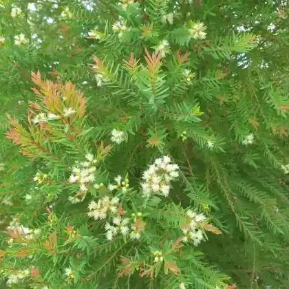 Foto von Gelbe Kegelzypresse 'Ellwood's Gold' (Chamaecyparis lawsoniana 'Ellwood's Gold')