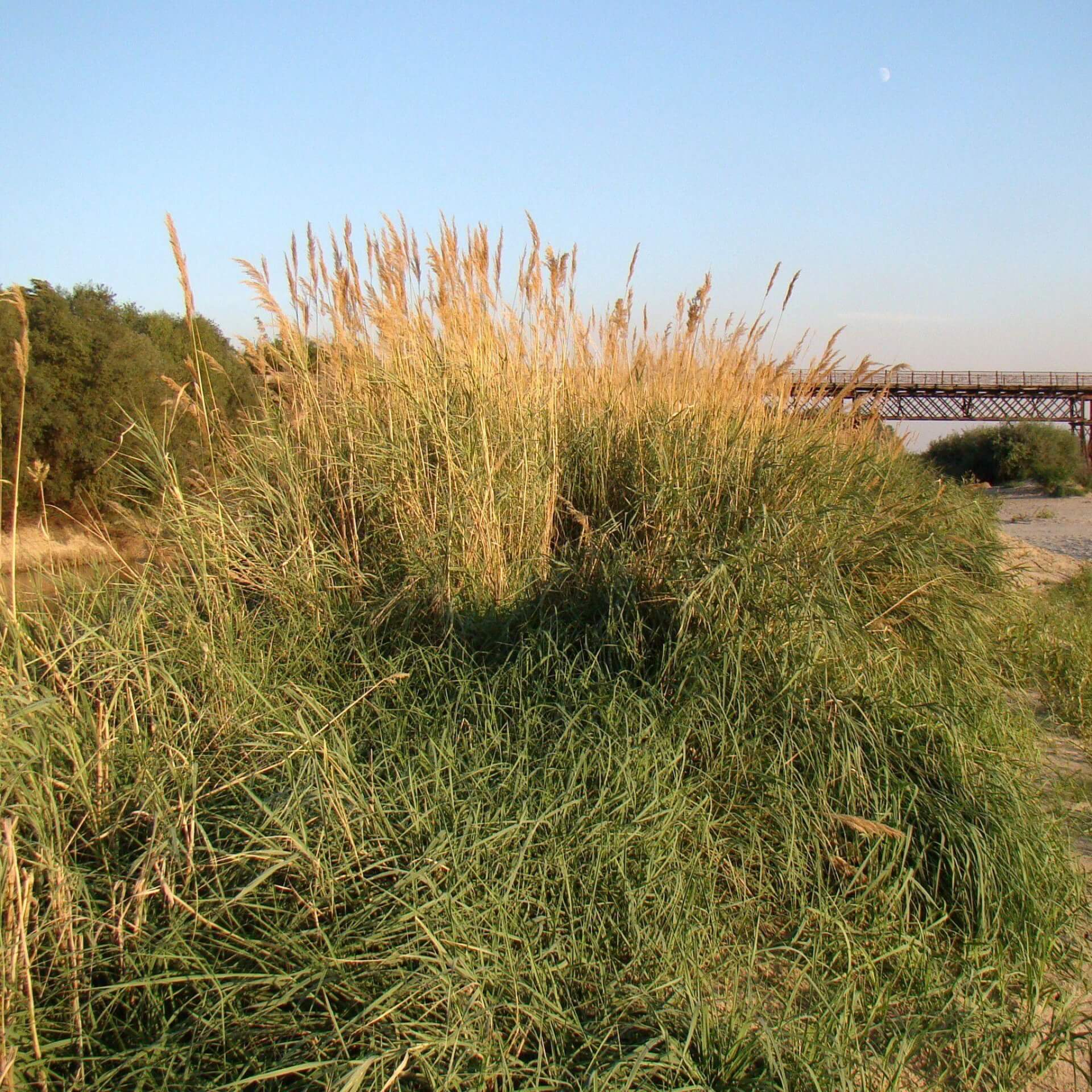 Ufer-Reitgras (Calamagrostis pseudophragmites)