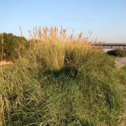 Foto von Ufer-Reitgras (Calamagrostis pseudophragmites)