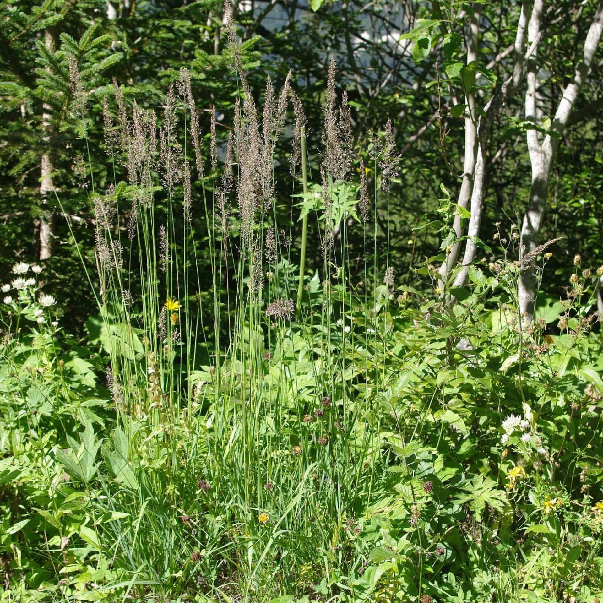 Berg-Reitgras (Calamagrostis varia)