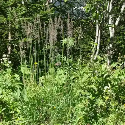 Foto von Berg-Reitgras (Calamagrostis varia)