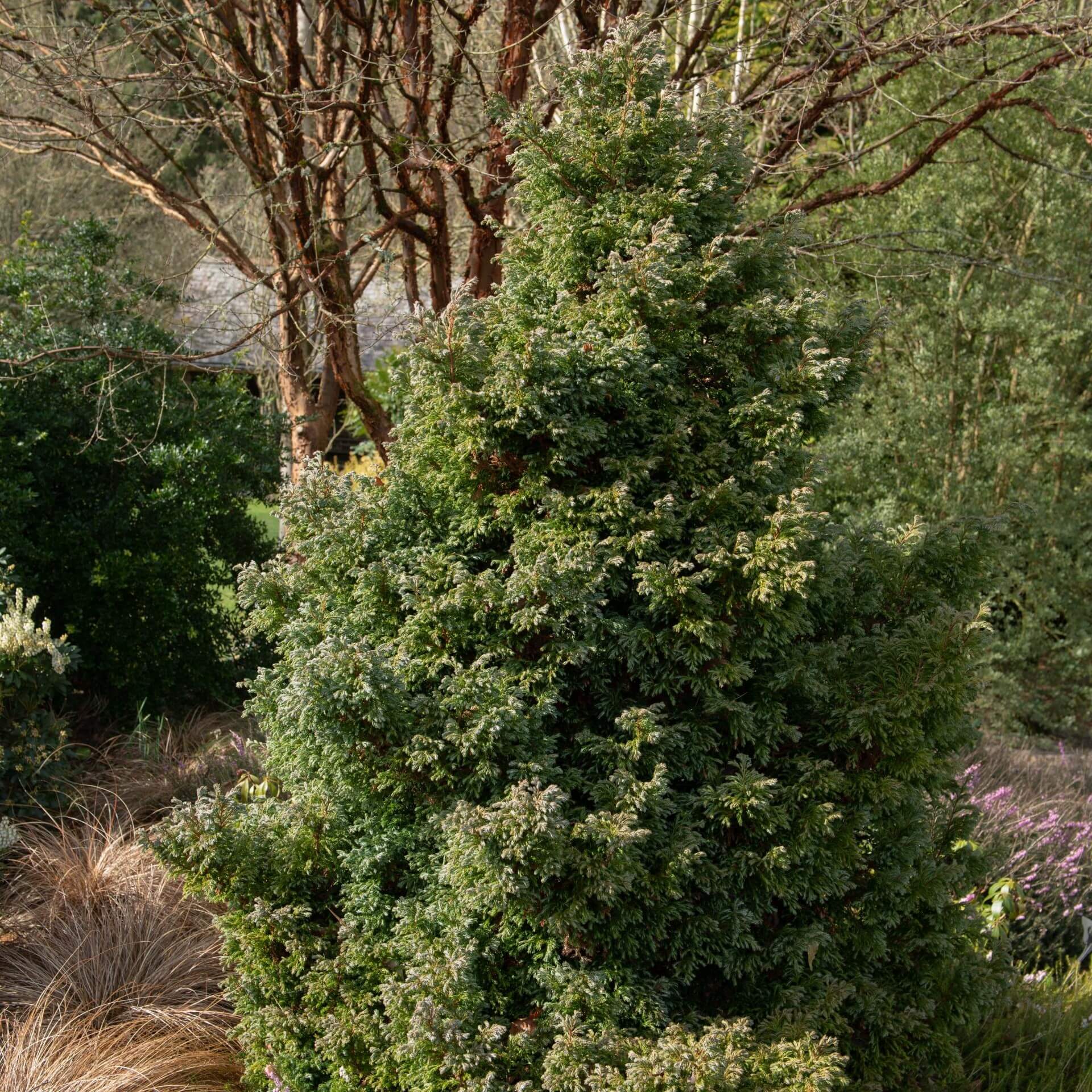 Kleine Silberzypresse 'Boulevard' (Chamaecyparis pisifera 'Boulevard')