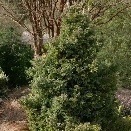 Foto von Kleine Silberzypresse 'Boulevard' (Chamaecyparis pisifera 'Boulevard')
