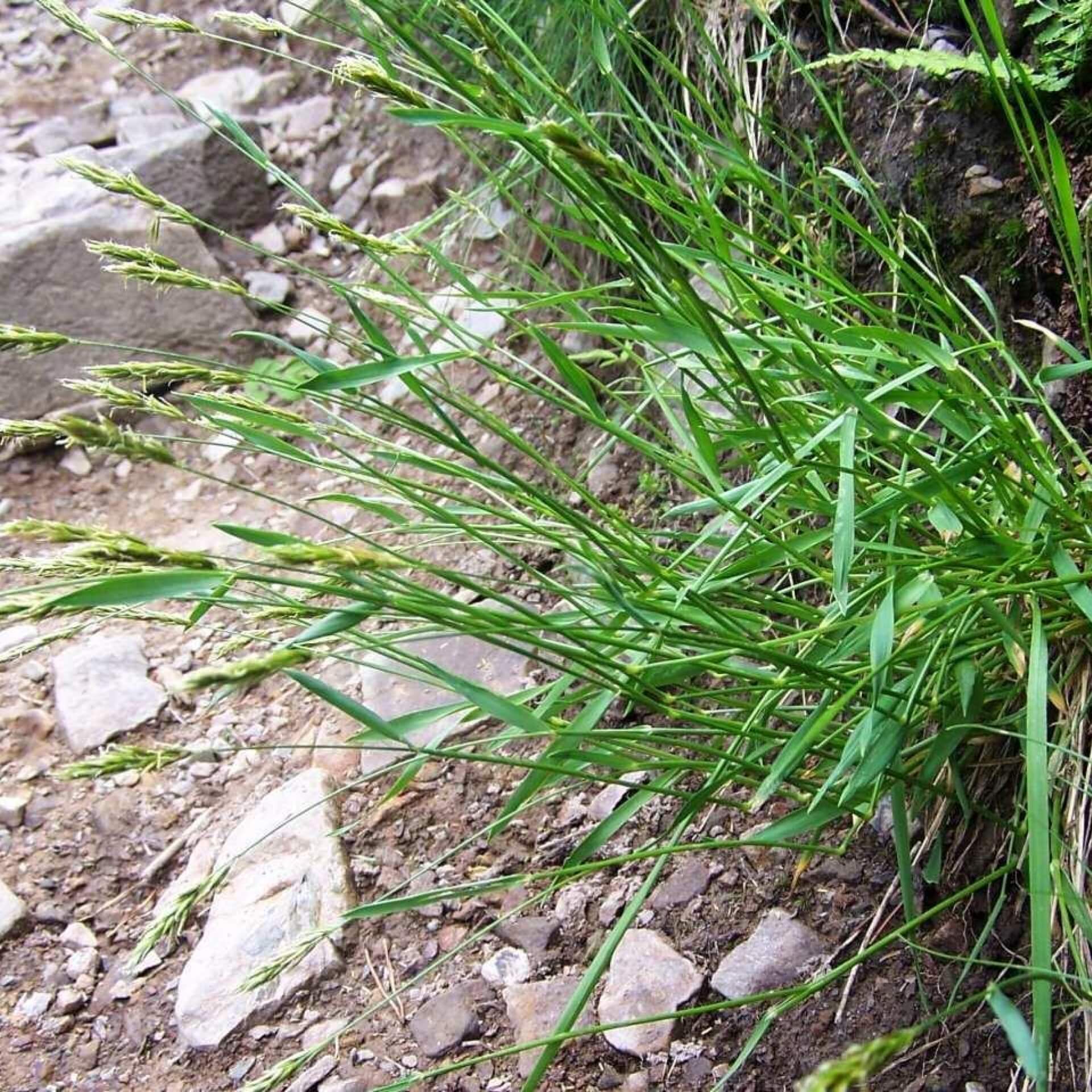 Wolliges Reitgras (Calamagrostis villosa)