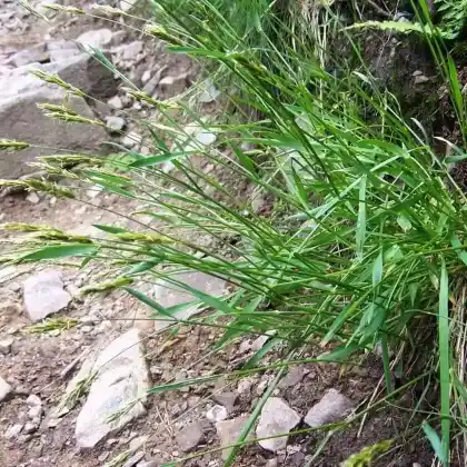 Foto von Wolliges Reitgras (Calamagrostis villosa)