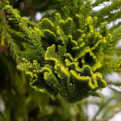 Foto von Hahnenkamm-Sicheltanne 'Cristata' (Cryptomeria japonica 'Cristata')