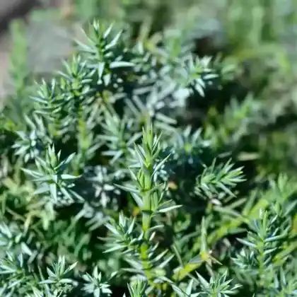 Foto von Wacholder 'Blue Alps' (Juniperus chinensis 'Blue Alps')
