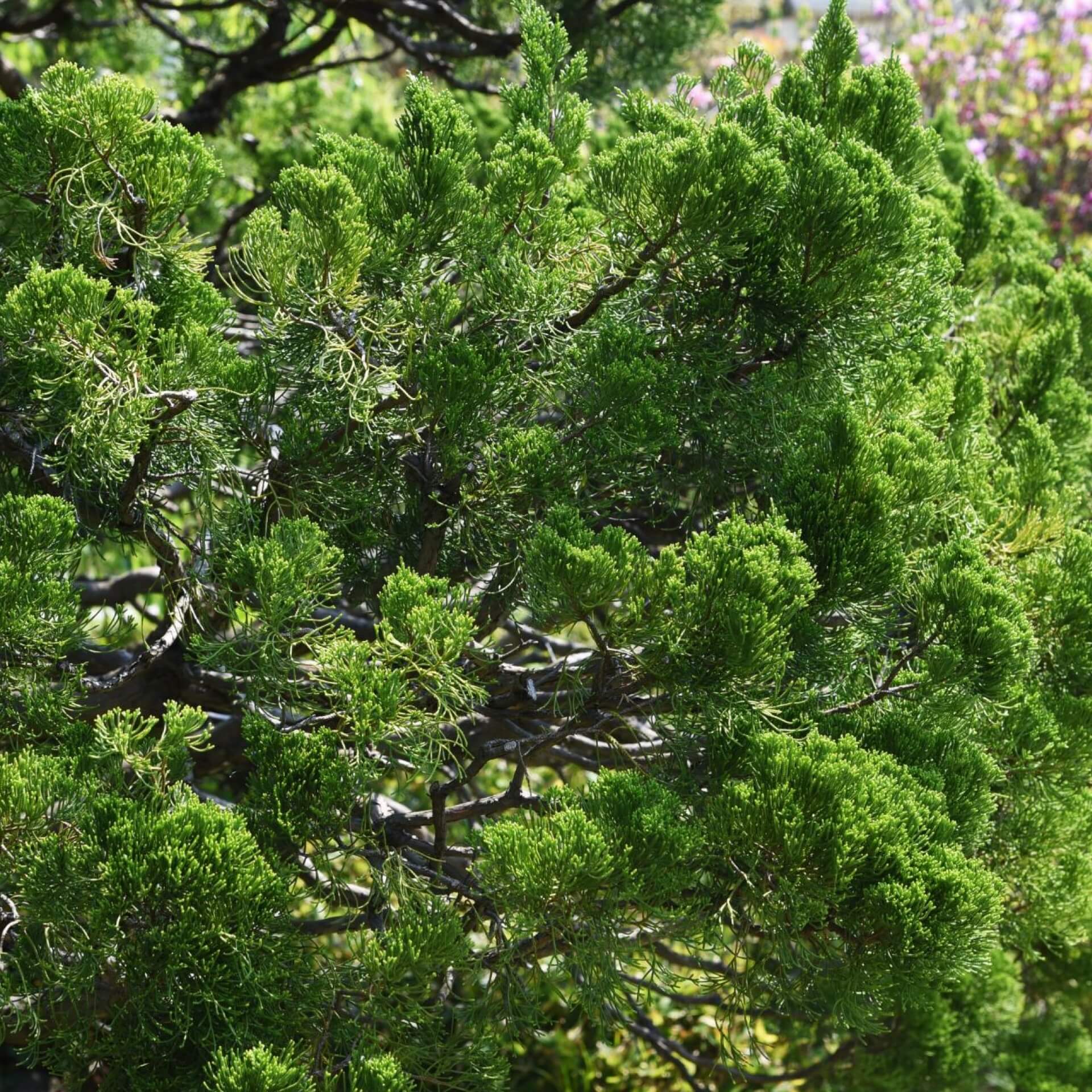 Chinesischer Wacholder 'Kaizuka' (Juniperus chinensis 'Kaizuka')