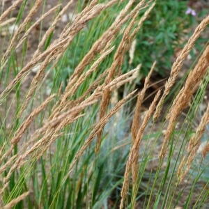 Calamagrostis x acutiflora
