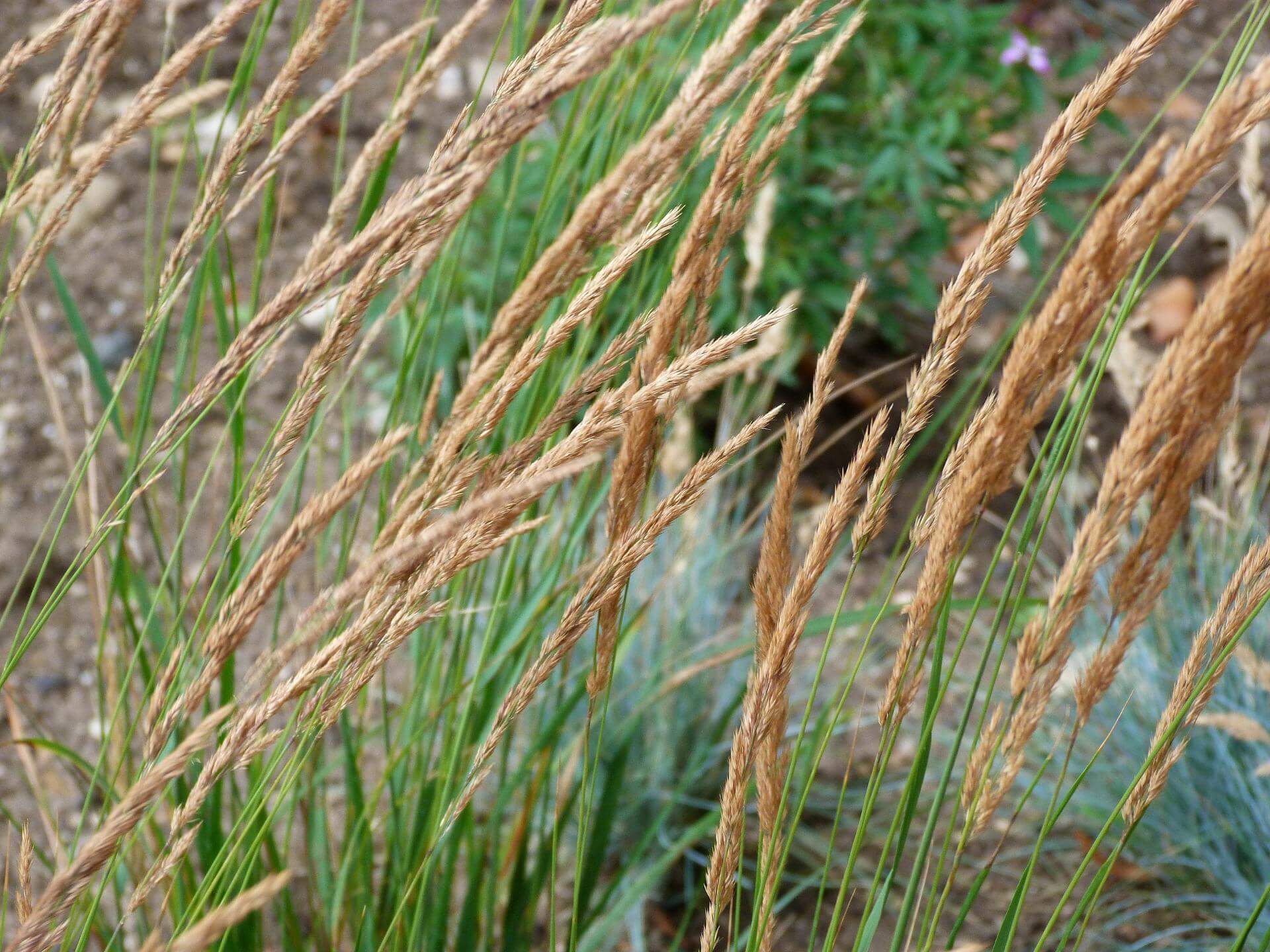 MoorReitgras / Calamagrostis x acutiflora