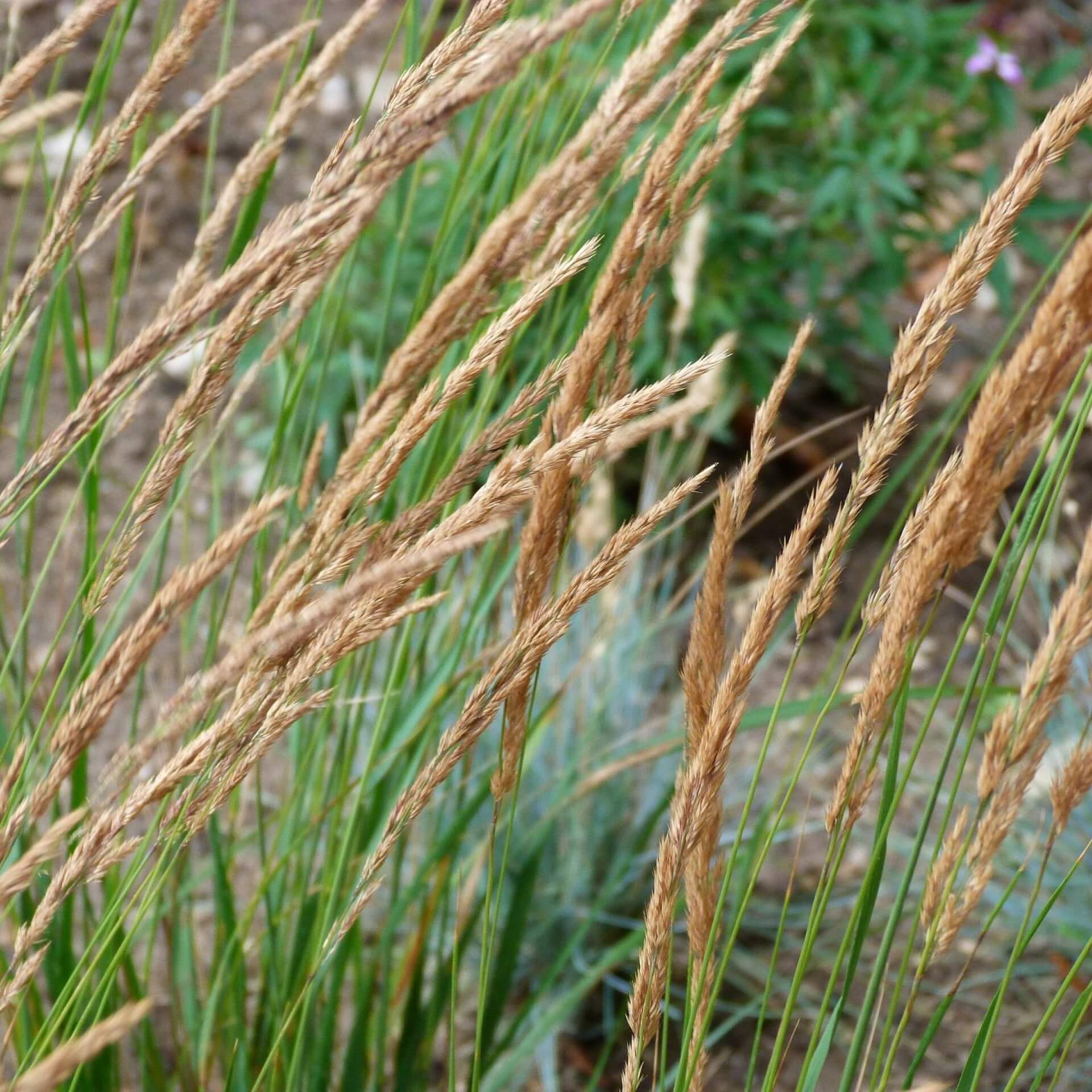 Moor-Reitgras (Calamagrostis x acutiflora)