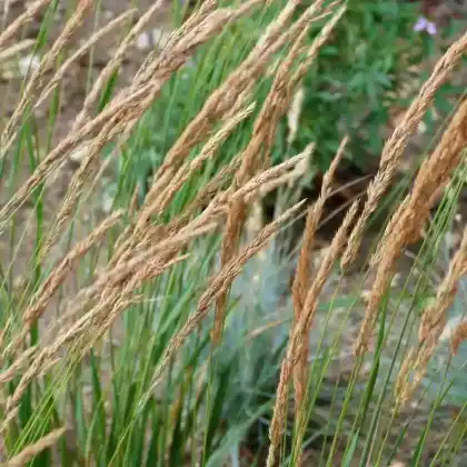 Foto von Moor-Reitgras (Calamagrostis x acutiflora)