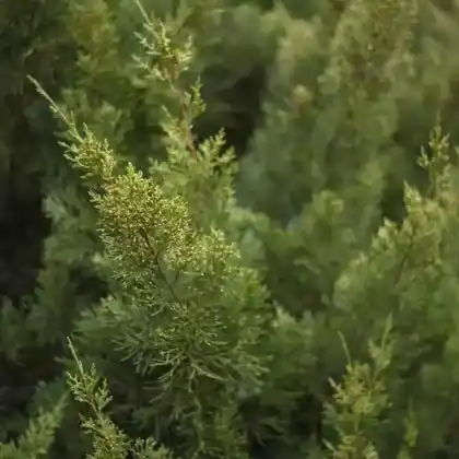 Foto von Chinesischer Wacholder 'Obelisk' (Juniperus chinensis 'Obelisk')