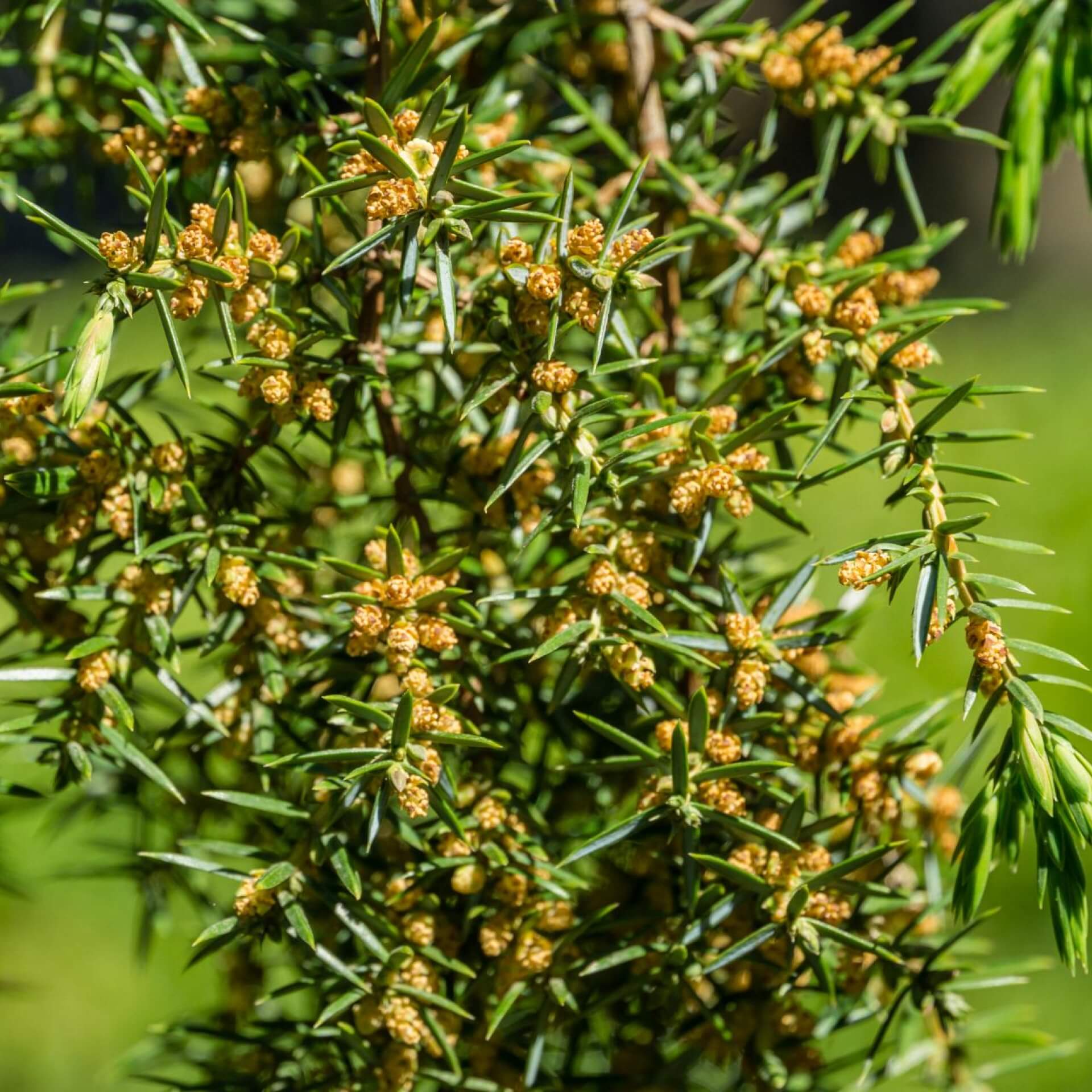 Wildwacholder 'Horstmann' (Juniperus communis 'Horstmann')