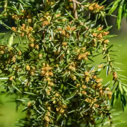 Foto von Wildwacholder 'Horstmann' (Juniperus communis 'Horstmann')