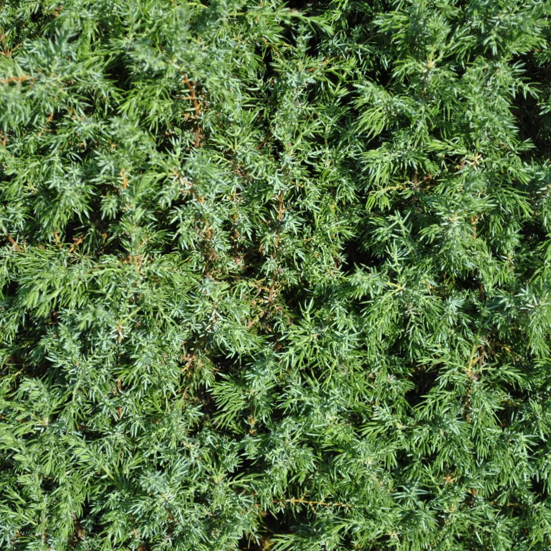 Heidewacholder 'Meyer' (Juniperus communis 'Meyer')