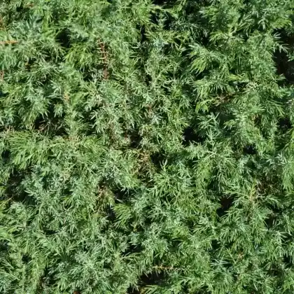 Foto von Heidewacholder 'Meyer' (Juniperus communis 'Meyer')