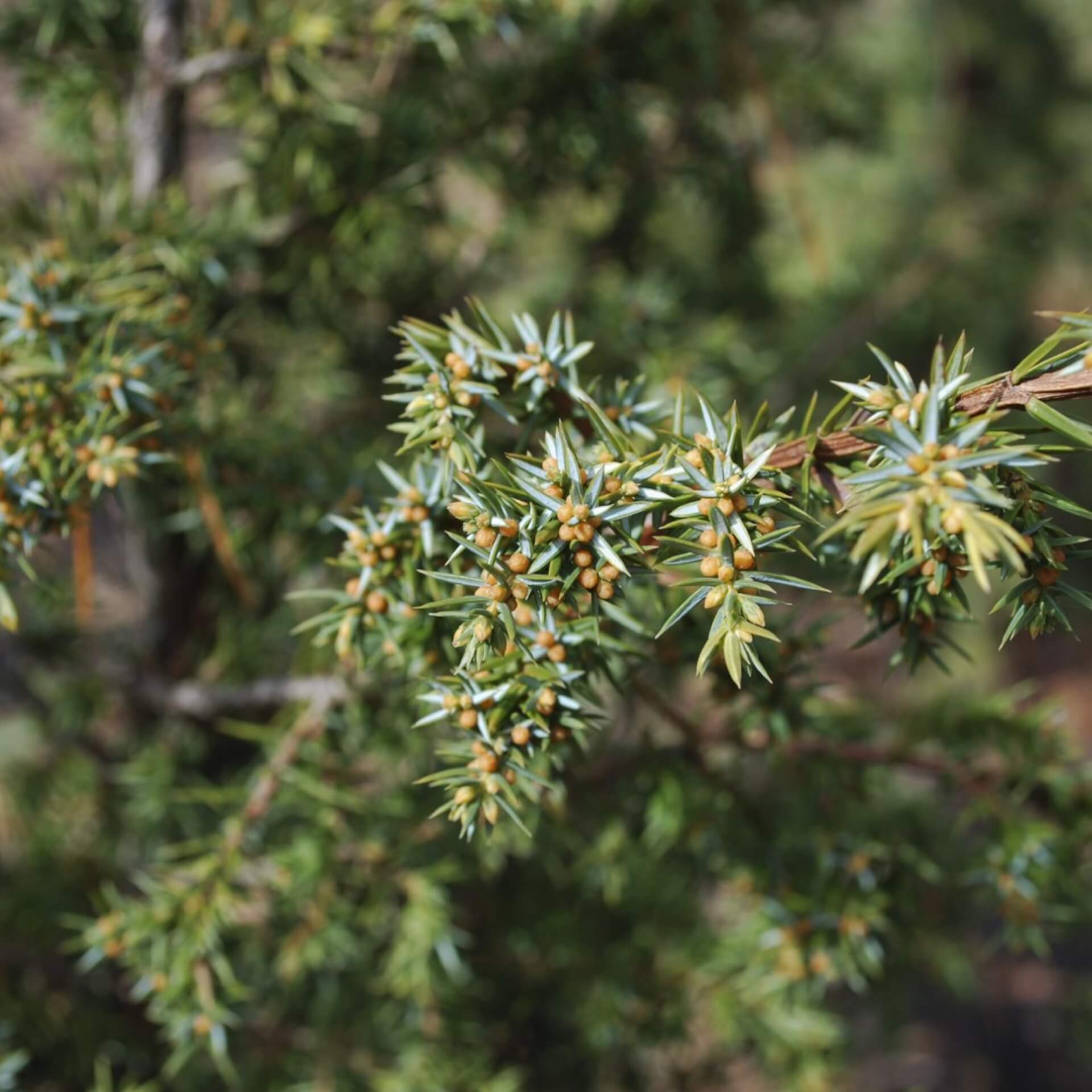 Heidewacholder 'Schneverdinger Goldmachangel' (Juniperus communis 'Schneverdinger Goldmachangel')