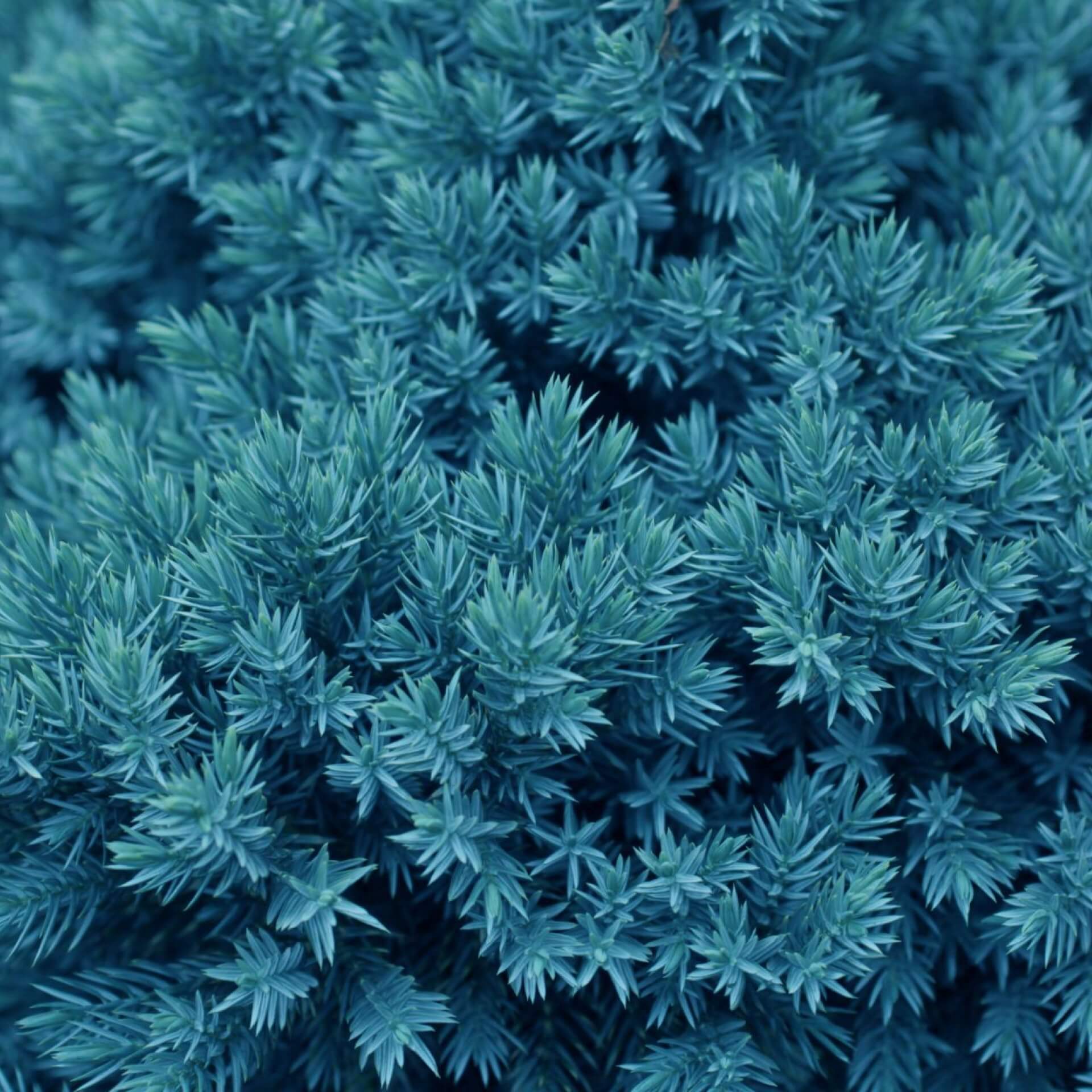 Teppichwacholder 'Blue Chip' (Juniperus horizontalis 'Blue Chip')