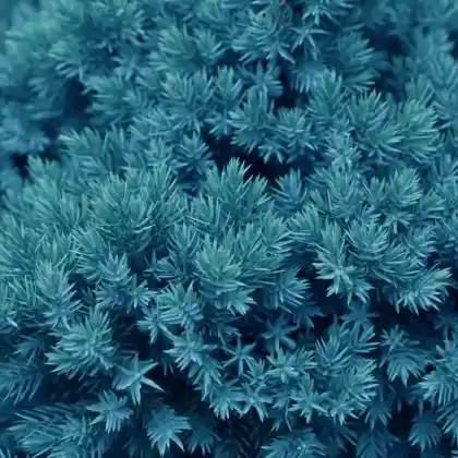 Foto von Teppichwacholder 'Blue Chip' (Juniperus horizontalis 'Blue Chip')