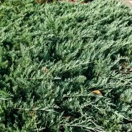 Foto von Blauer Teppich-Wacholder 'Douglasii' (Juniperus horizontalis 'Douglasii')