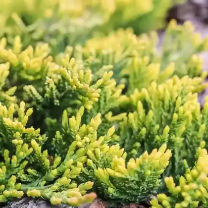 Foto von Teppichwacholder 'Golden Carpet' (Juniperus horizontalis 'Golden Carpet')