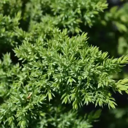 Foto von Japanischer Kriechwacholder 'Nana' (Juniperus procumbens 'Nana')