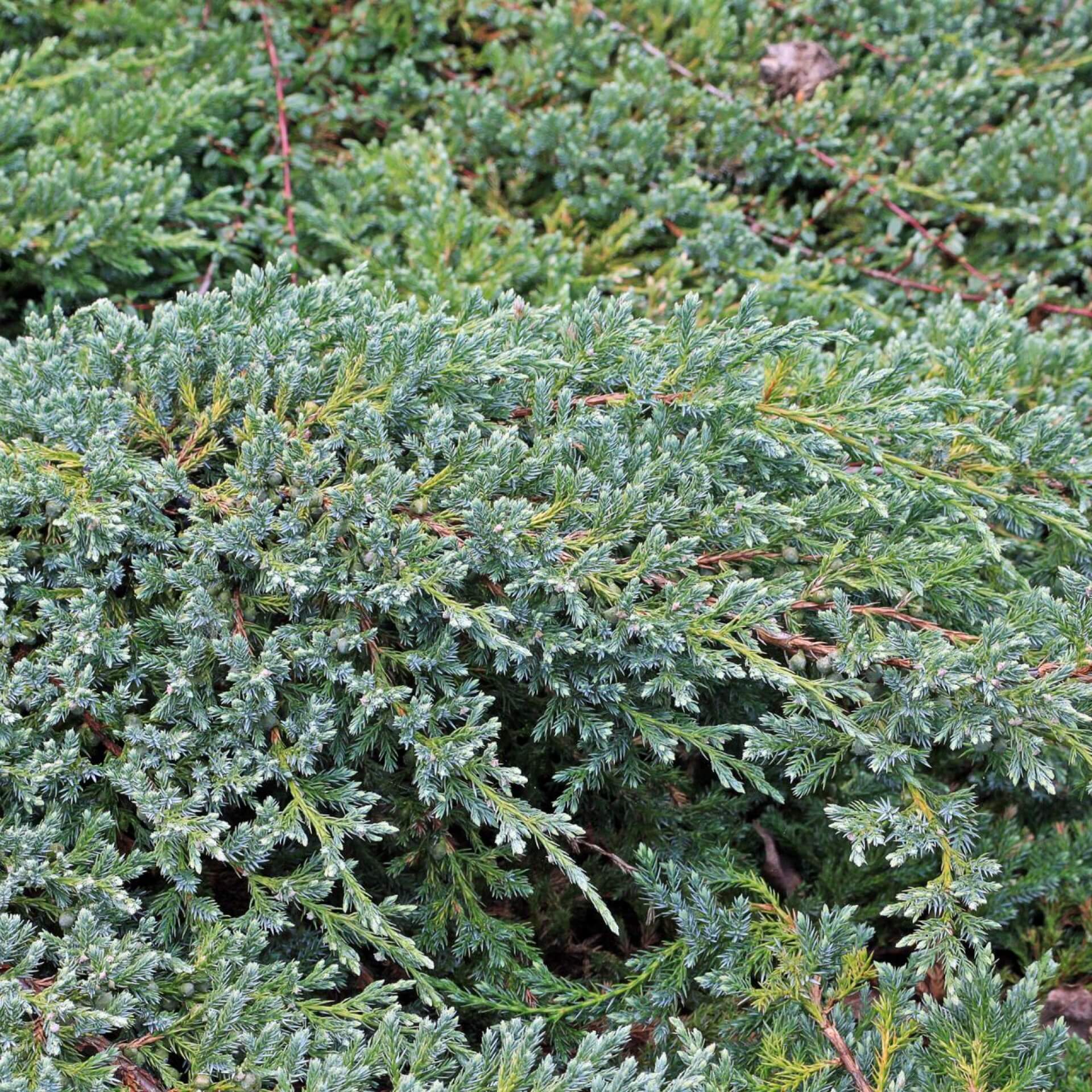 Schuppen-Wacholder (Juniperus squamata)