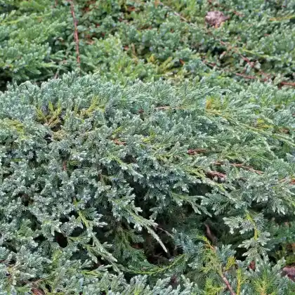 Foto von Schuppen-Wacholder (Juniperus squamata)