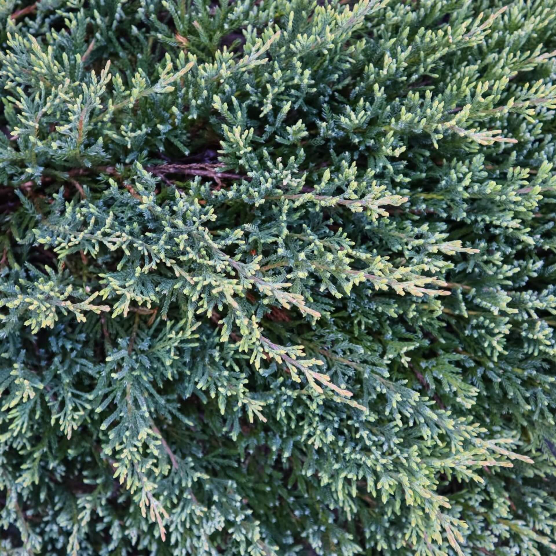 Blauer Kriech-Wacholder 'Blue Carpet' (Juniperus squamata 'Blue Carpet')
