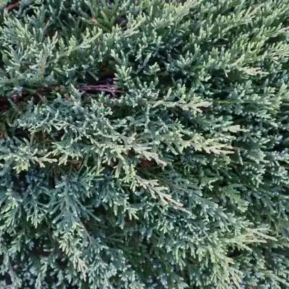Foto von Blauer Kriech-Wacholder 'Blue Carpet' (Juniperus squamata 'Blue Carpet')