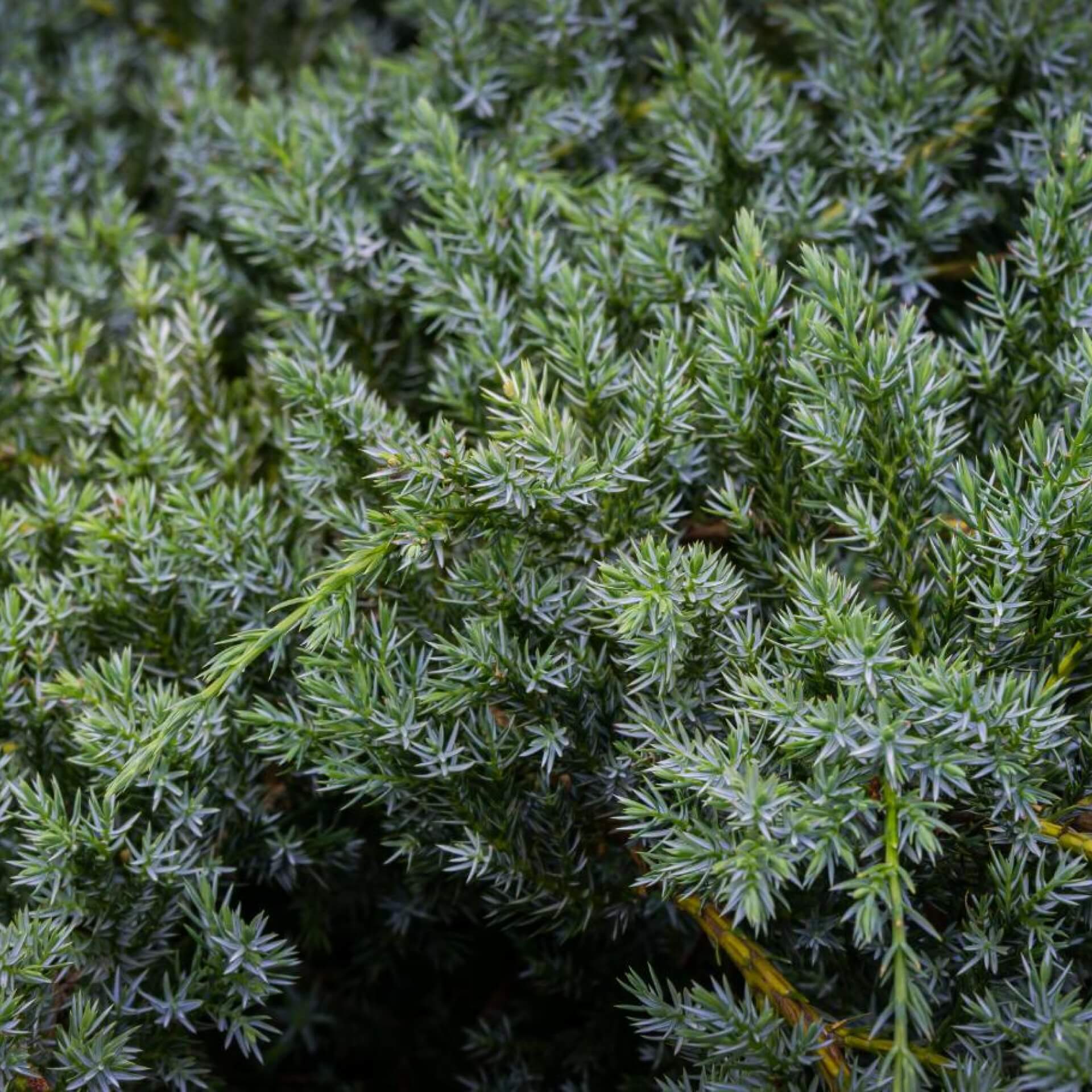 Blauzeder-Wacholder 'Meyeri' (Juniperus squamata 'Meyeri')