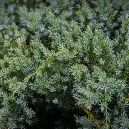 Foto von Blauzeder-Wacholder 'Meyeri' (Juniperus squamata 'Meyeri')