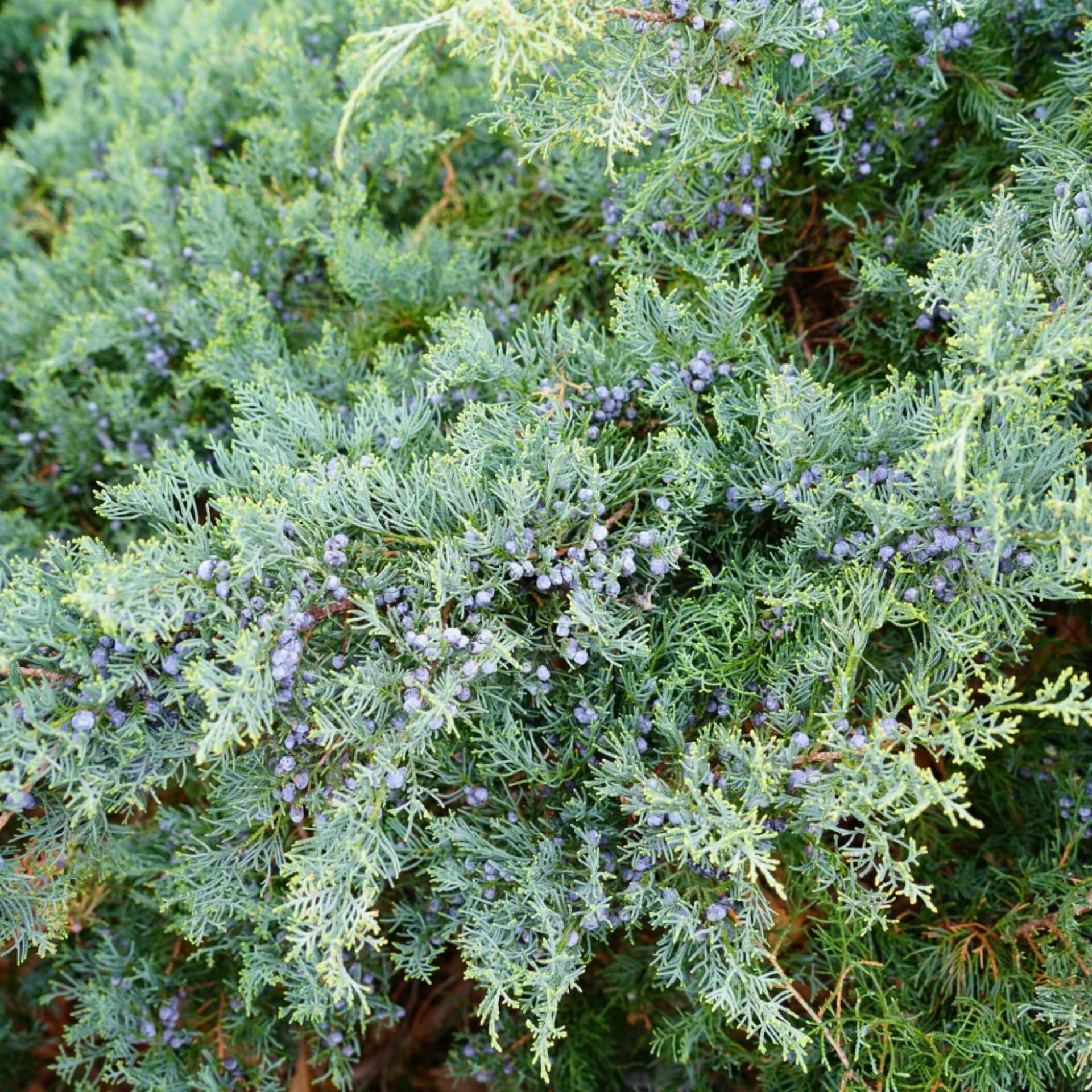 Strauch-Wacholder 'Grey Owl' (Juniperus virgiana 'Grey Owl')